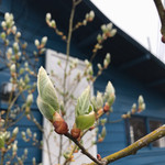 そば舎 あお - ダンコウバイ