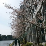 ラウンジバー プリヴェ - 桜も咲いてました(*^^*)