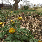 time&space 愛宕下 - 庭に咲いていた福寿草