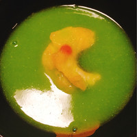 味 ふくしま - 