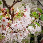 ラ・トゥーエル - お店近所の桜