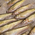 うを徳 - 琵琶湖（びはこ）、子持（こも）ち本諸子（ほんもろこ）