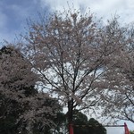 梅ヶ枝荘 - 2017年4月上旬 大村公園の桜