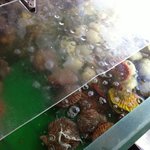 ふる里館 - 貝がいっぱい