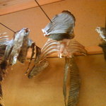 つるべ寿司 - 平目、とらふぐ、クエの鰭を干しています。鰭酒用。