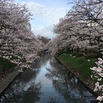 Eenuekuraumpurazahoteru - 富山の桜♪