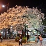 クアトロ ワイン バー - 夜桜