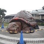 海ほおずき - ④映画撮影のガメラ