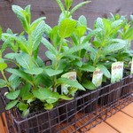 フラワー＆カフェ ニジョック