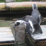 花の下のレストラン - 何だか応援したくなる