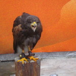 花の下のレストラン - ハリスホーク