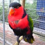 花の下のレストラン - 2007/6当時・オトメズグロインコ