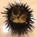 旬菜 おぐら家 - 生うに