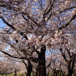 翠苑 - 狭山公園の桜1