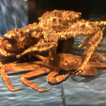 大宮 甲羅本店 - 