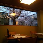 すし酒場 平島 - 窓から桜が！