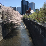 大盛軒 - 神田川沿いの桜('17/04/12)