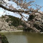 逸香 - 岩川池の畔の桜