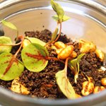 クラフタル - ランチコース 8316円 のフォアグラ、鴨の砂肝、菊芋のピュレ、バニラのエスプーマ 森と土に見立てたグラス仕立て