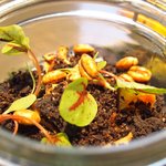 クラフタル - ランチコース 8316円 のフォアグラ、鴨の砂肝、菊芋のピュレ、バニラのエスプーマ 森と土に見立てたグラス仕立て