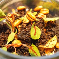 クラフタル - ランチコース 8316円 のフォアグラ、鴨の砂肝、菊芋のピュレ、バニラのエスプーマ 森と土に見立てたグラス仕立て