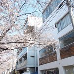 クラフタル - 目前の五分咲きの美しい桜です