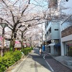 クラフタル - 目前の五分咲きの美しい桜です