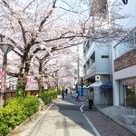 クラフタル - 目前の五分咲きの美しい桜です