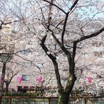 クラフタル - 目前の五分咲きの美しい桜です