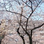クラフタル - 目前の五分咲きの美しい桜です