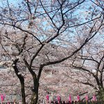 クラフタル - 目前の五分咲きの美しい桜です