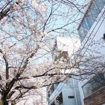 クラフタル - 目前の五分咲きの美しい桜です