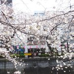 クラフタル - 目前の五分咲きの美しい桜です