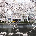 クラフタル - 目前の五分咲きの美しい桜です