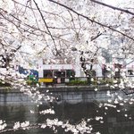 クラフタル - 目前の五分咲きの美しい桜です