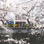 クラフタル - 目前の五分咲きの美しい桜です