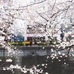 クラフタル - 目前の五分咲きの美しい桜です