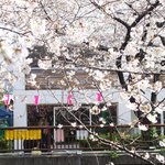 クラフタル - 目前の五分咲きの美しい桜です