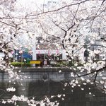 クラフタル - 目前の五分咲きの美しい桜です