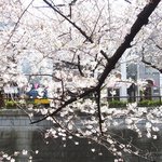 クラフタル - 目前の五分咲きの美しい桜です