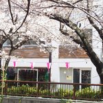 クラフタル - 目前の五分咲きの美しい桜です