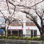 クラフタル - 目前の五分咲きの美しい桜です