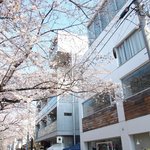 クラフタル - 目前の五分咲きの美しい桜です