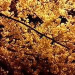 南国酒場リバーサイド - 帰りは曳舟川の夜桜を眺めつつ帰宅