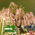 フルーツカクテル&ウイスキーのお店 Bar finch - 最寄駅の地上に位置する桜（？）