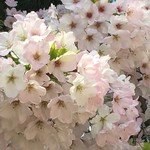 スターバックス・コーヒー - 御所の桜