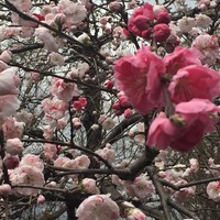 そば茶寮 澤正 - 
