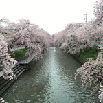 鳥鉄 - 岩倉五条川の桜