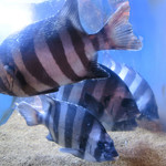 鮨でですけ - 生け簀の三浦の石鯛