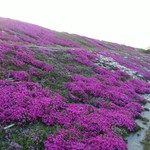 アルバトロス - 